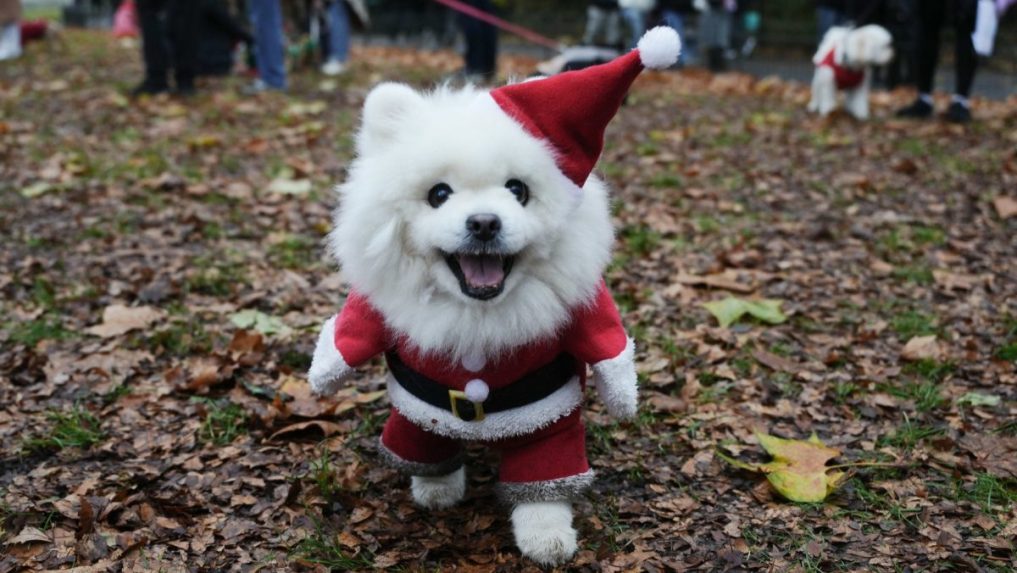 Na snímke pes vo vianočnom kostýme.