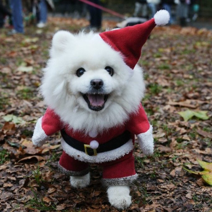 Na snímke pes vo vianočnom kostýme.