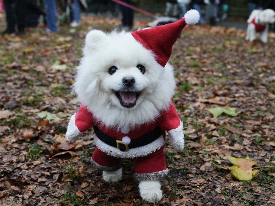 Na snímke pes vo vianočnom kostýme.