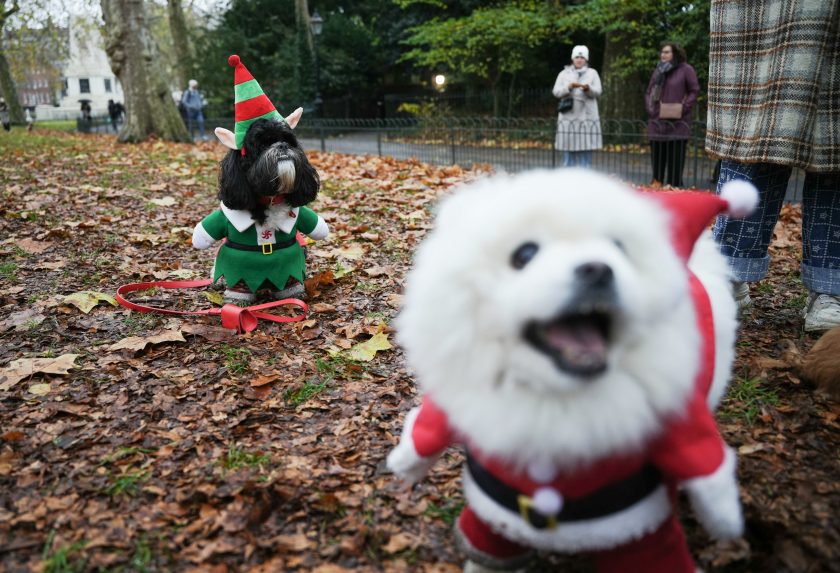 Na snÃƒÂ­mke psy vo vianoÃ„ÂnÃƒÂ½ch kostÃƒÂ½moch.