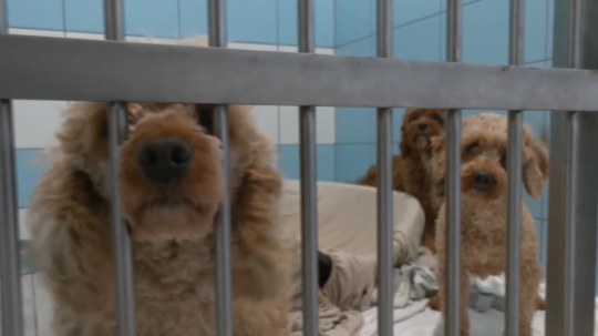 Na snímke psy v útulku.