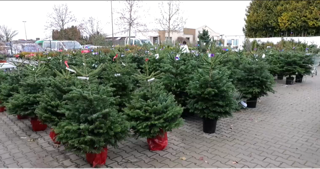 Na snímke predajňa s vianočnými stromčekmi.