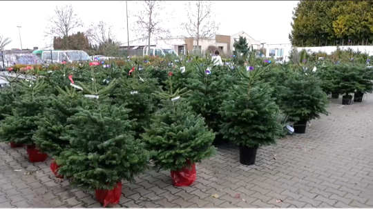 Na snímke predajňa s vianočnými stromčekmi.