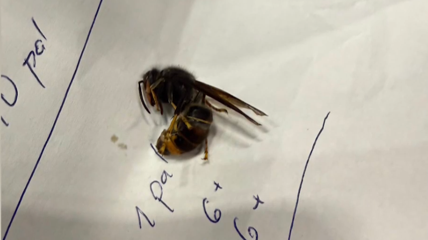 Nález invázneho sršňa.