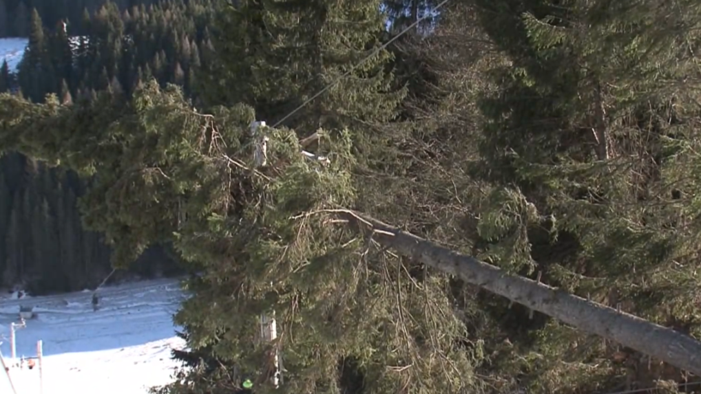 Na snímke zlomený strom.