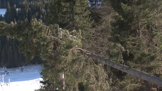 Na snímke zlomený strom.