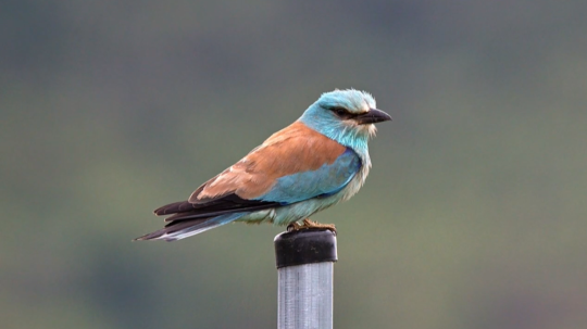Vzácne hniezdenia a návrat krakle belasej: Slovenská ornitologická sezóna priniesla úspechy