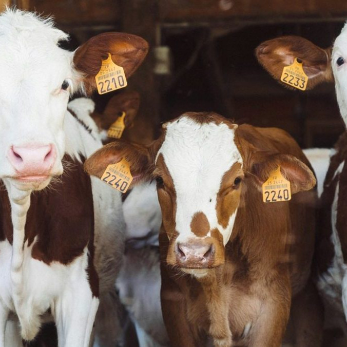 Ilustračná snímka kráv.