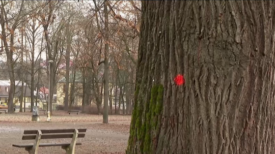 Na snímke označený strom a park.