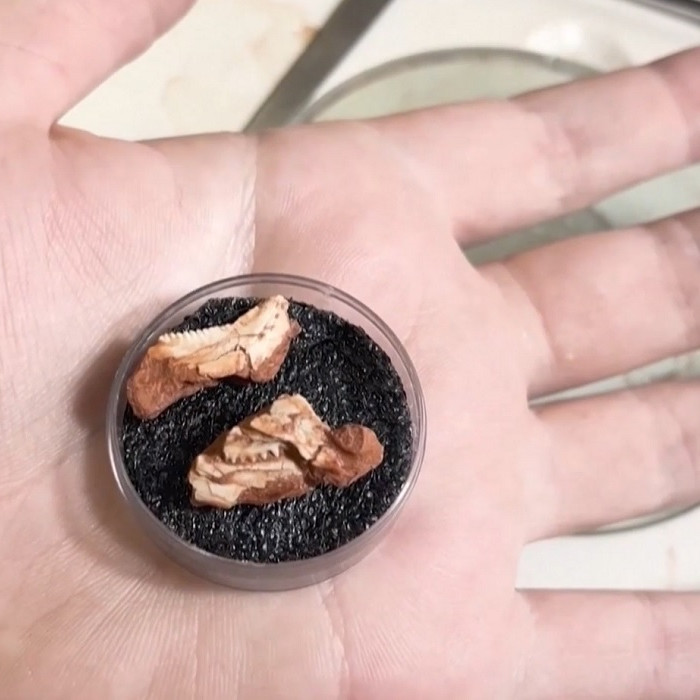 fosília pravekého novorodenca