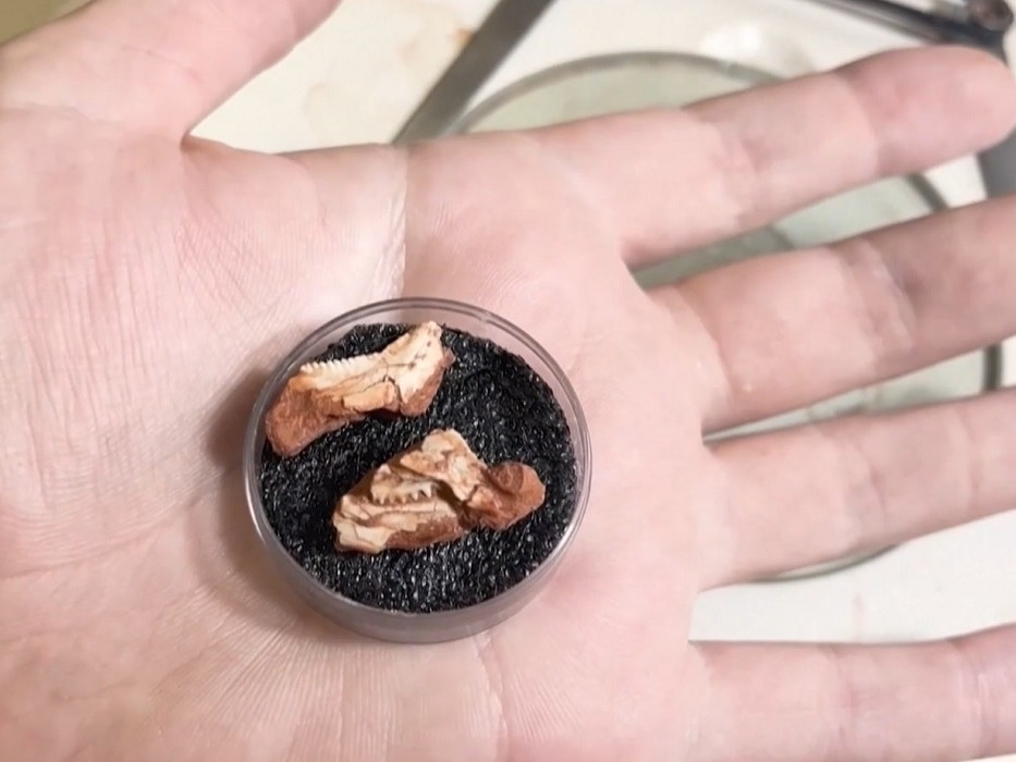 fosília pravekého novorodenca