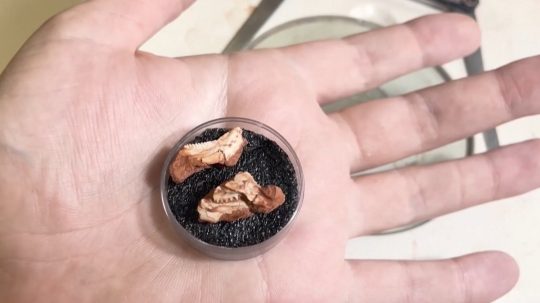 fosília pravekého novorodenca