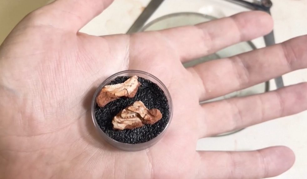 fosília pravekého novorodenca