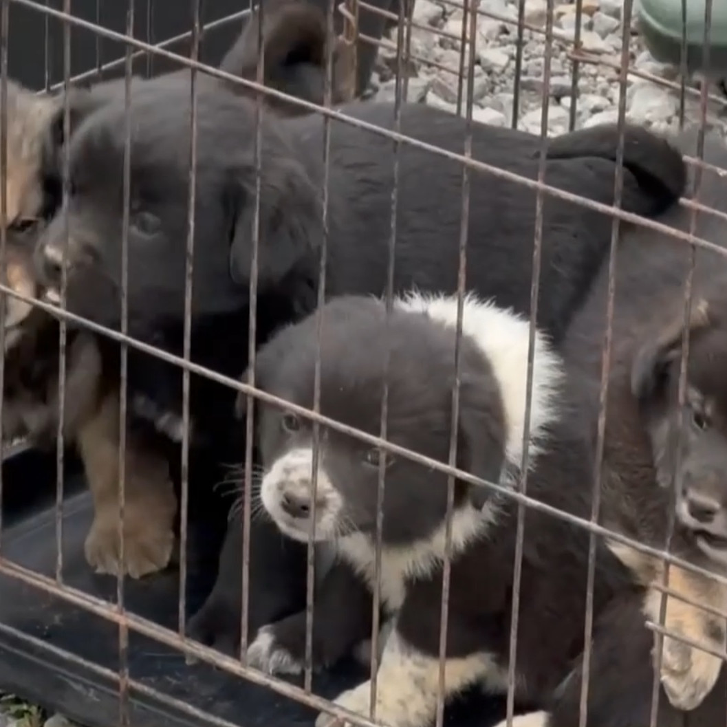 Čipovali sa staršie aj mladšie psy, aj šteňatá.