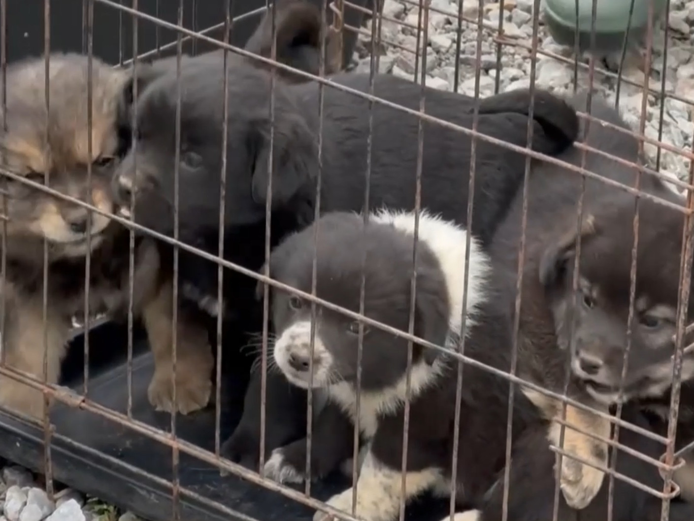 Čipovali sa staršie aj mladšie psy, aj šteňatá.