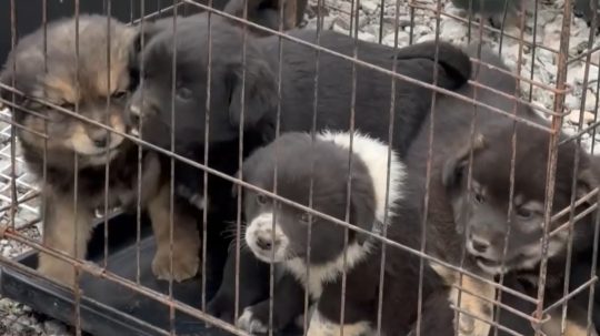 Čipovali sa staršie aj mladšie psy, aj šteňatá.