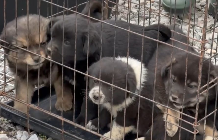 Čipovali sa staršie aj mladšie psy, aj šteňatá.