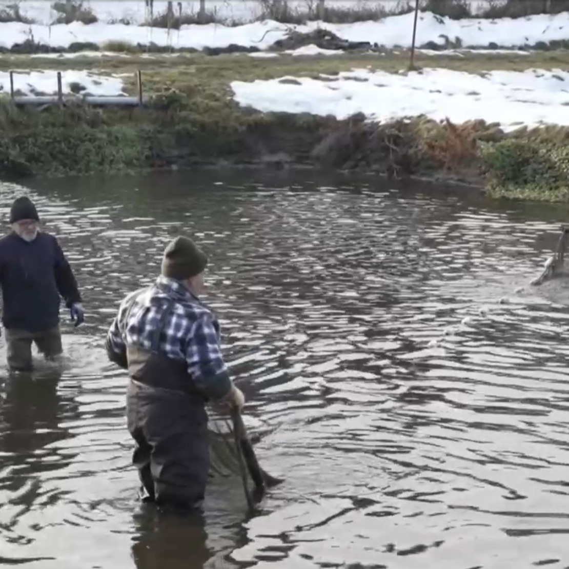 Vo Východnej si ryby vychovajú od ikier až po dospelé jedince.