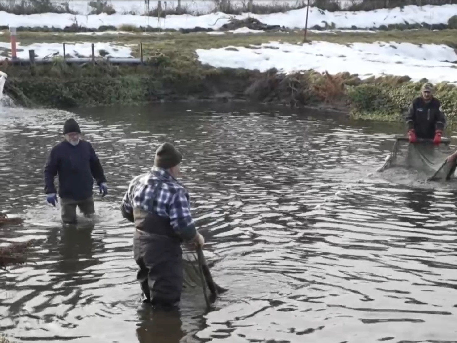 Vo Východnej si ryby vychovajú od ikier až po dospelé jedince.