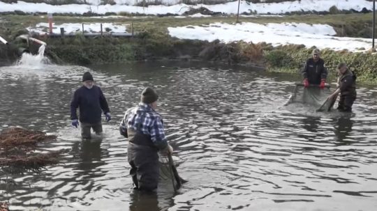 Vo Východnej si ryby vychovajú od ikier až po dospelé jedince.