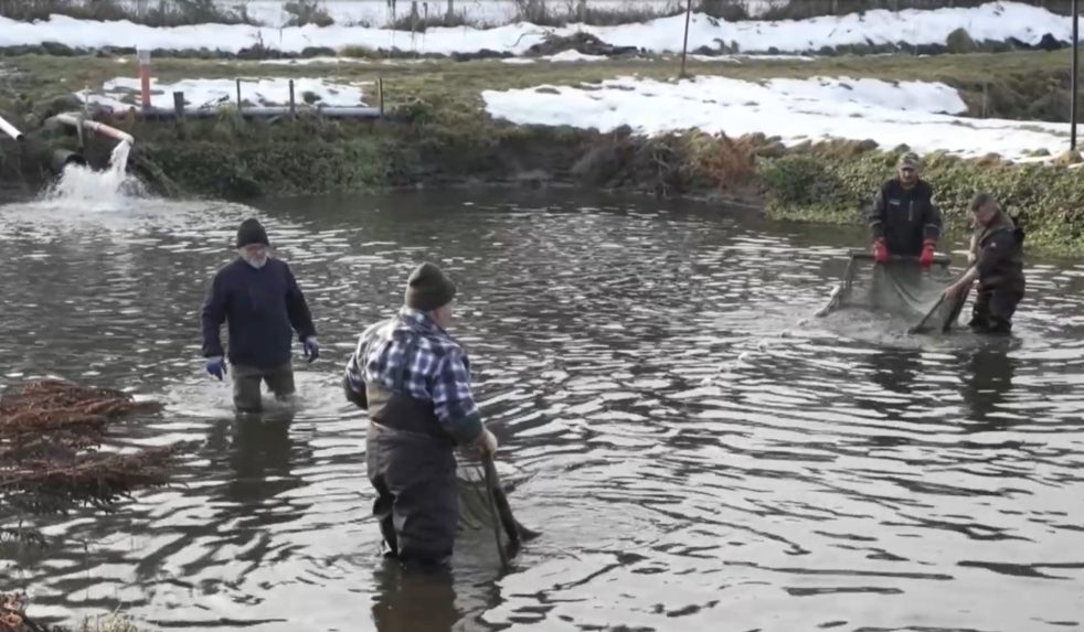 Vo Východnej si ryby vychovajú od ikier až po dospelé jedince.