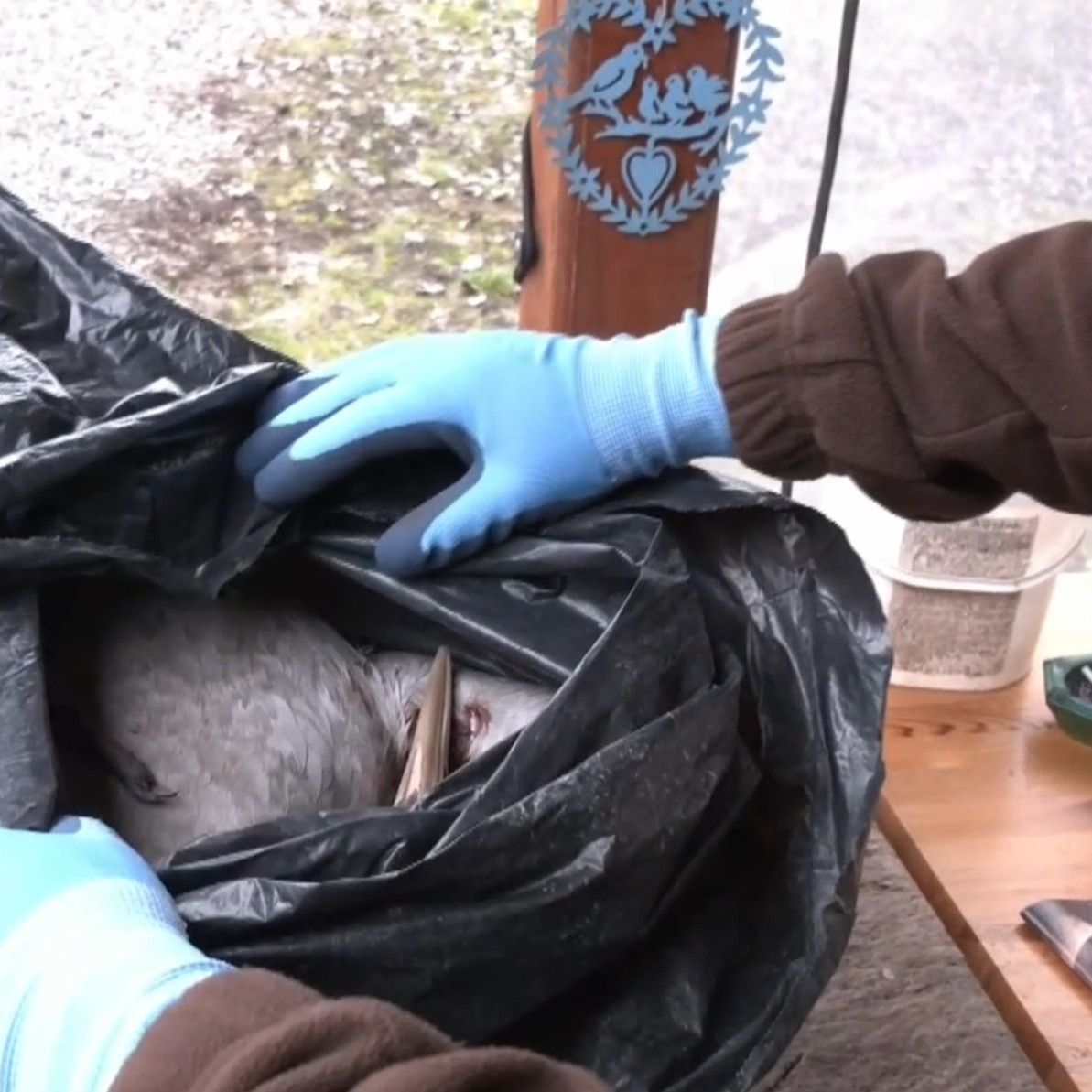 Poľovníci zabíjali chránené vtáky.