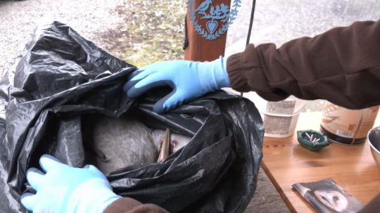 Poľovníci zabíjali chránené vtáky.