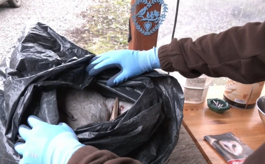 Poľovníci zabíjali chránené vtáky.