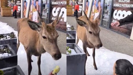 V Tatrách jeleň zaútočil na ženu. Zvieratá ľudia kŕmia napriek zákazu, doplatil na to aj tento jedinec