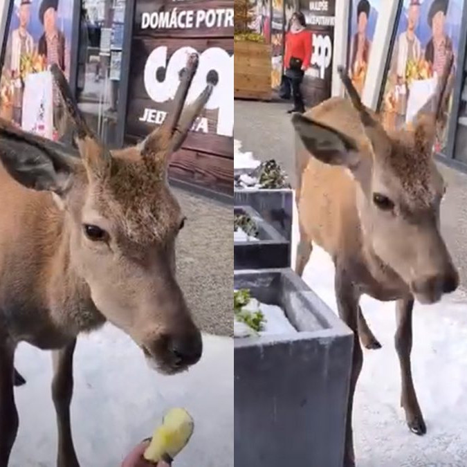 V Tatrách jeleň zaútočil na ženu. Zvieratá ľudia kŕmia napriek zákazu, doplatil na to aj tento jedinec