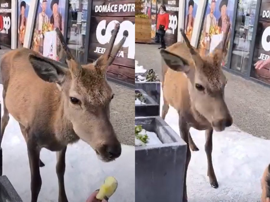 V Tatrách jeleň zaútočil na ženu. Zvieratá ľudia kŕmia napriek zákazu, doplatil na to aj tento jedinec