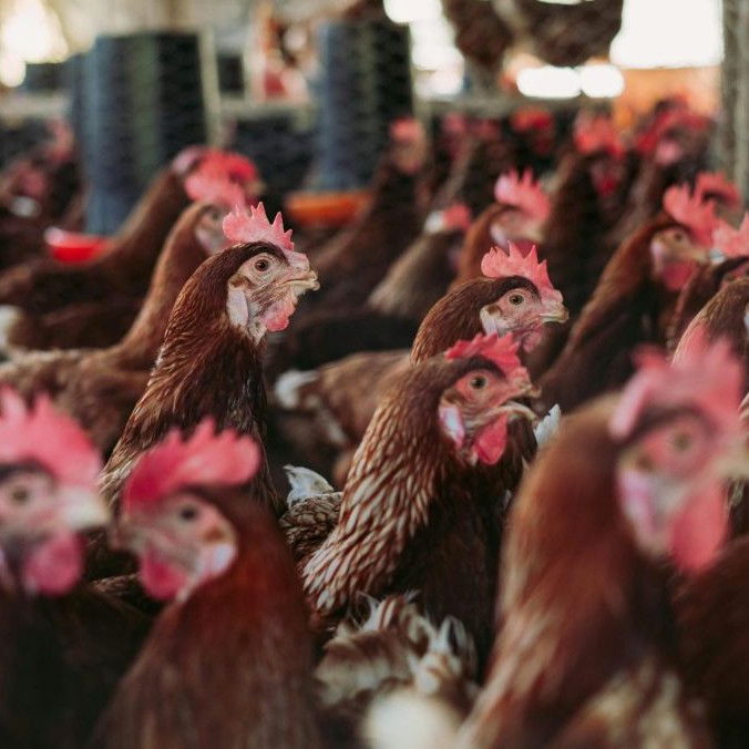 Ilustračná snímka chovu hydiny.