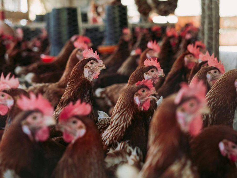 Ilustračná snímka chovu hydiny.