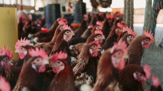 Ilustračná snímka chovu hydiny.