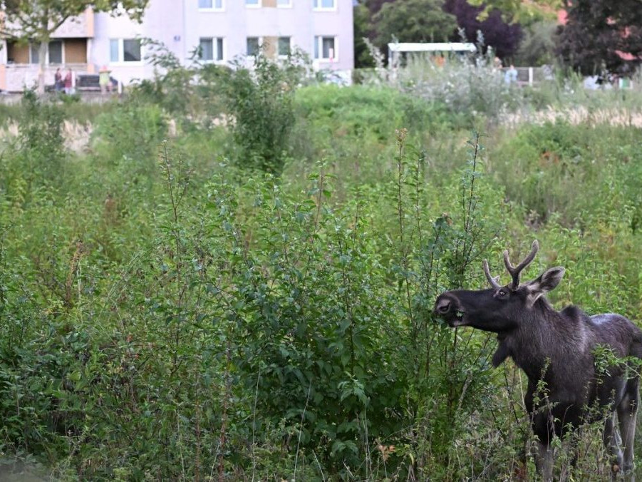 Na snímke los Emil v St. Pöltene.