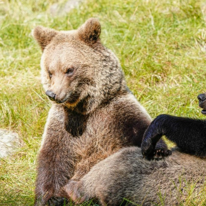 Na ilustračnej snímke medvede.