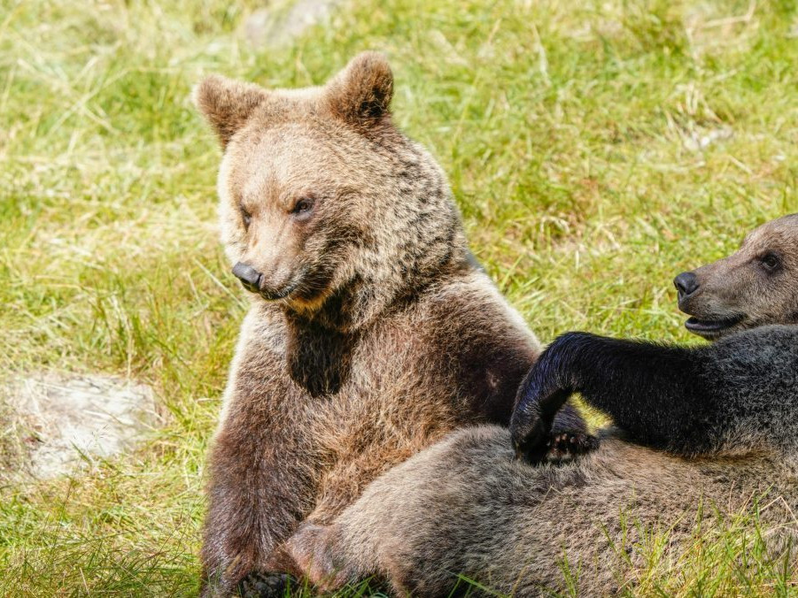 Na ilustračnej snímke medvede.