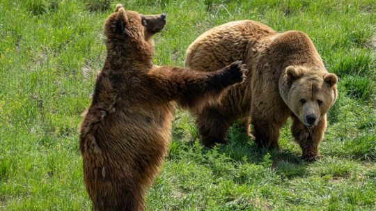 Na ilustračnej snímke medvede.