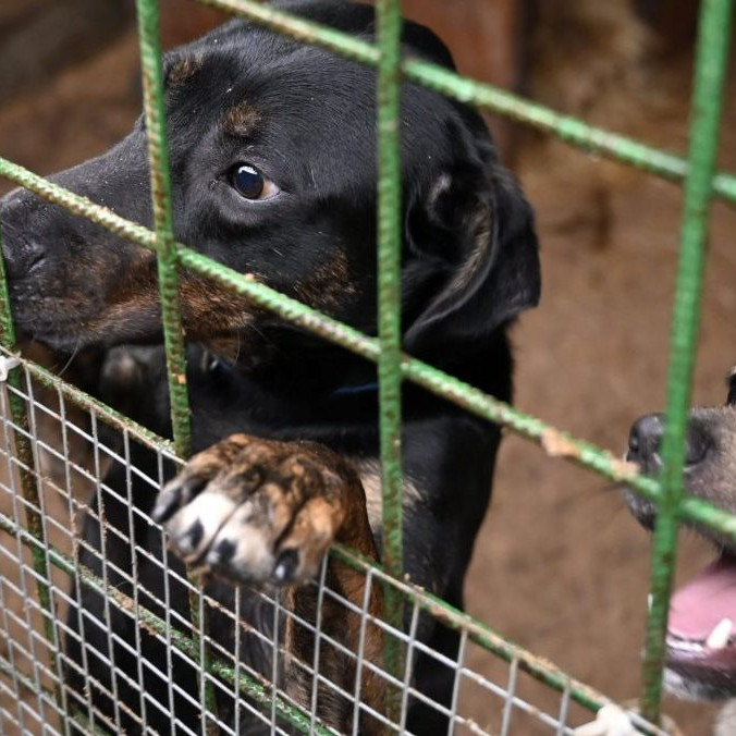 Na snímke psy v koterci.