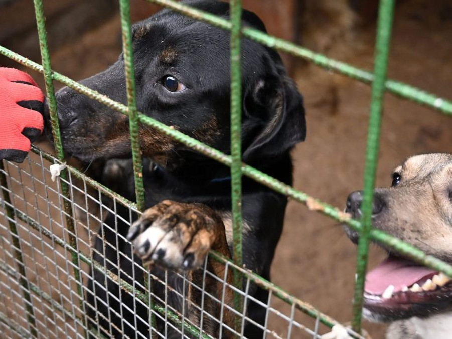 Na snímke psy v koterci.