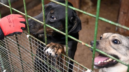 Na snímke psy v koterci.