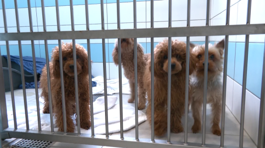 Na snímke sú psy v útulku.