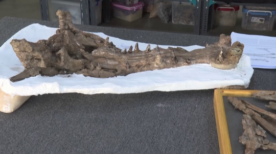 Fosílie krokodíla.