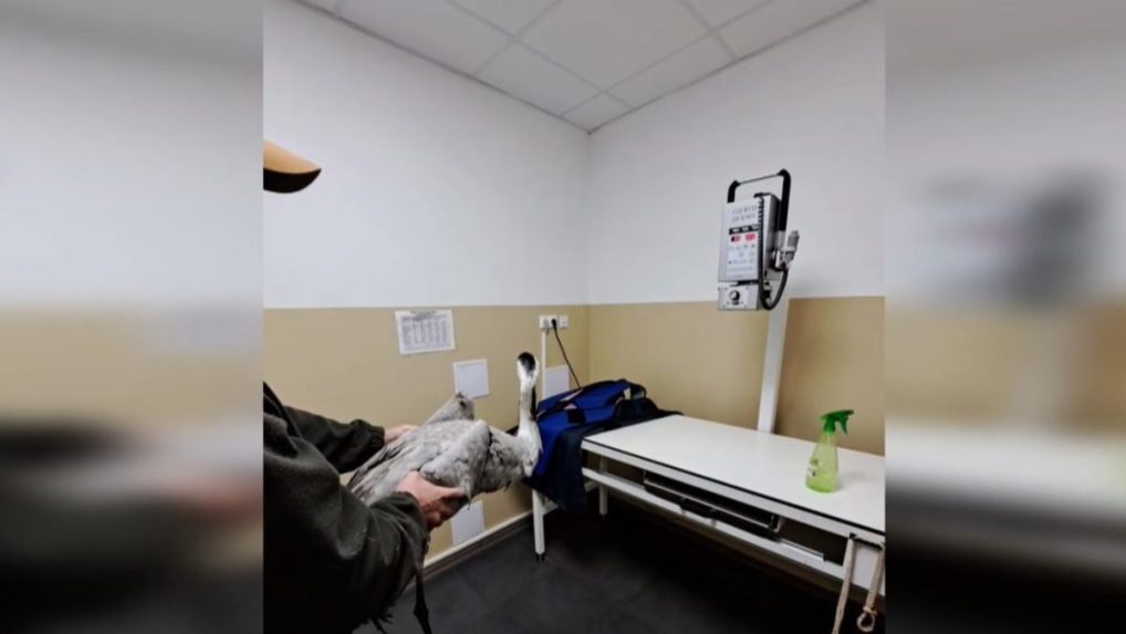 Na snímke postrelený žeriav.