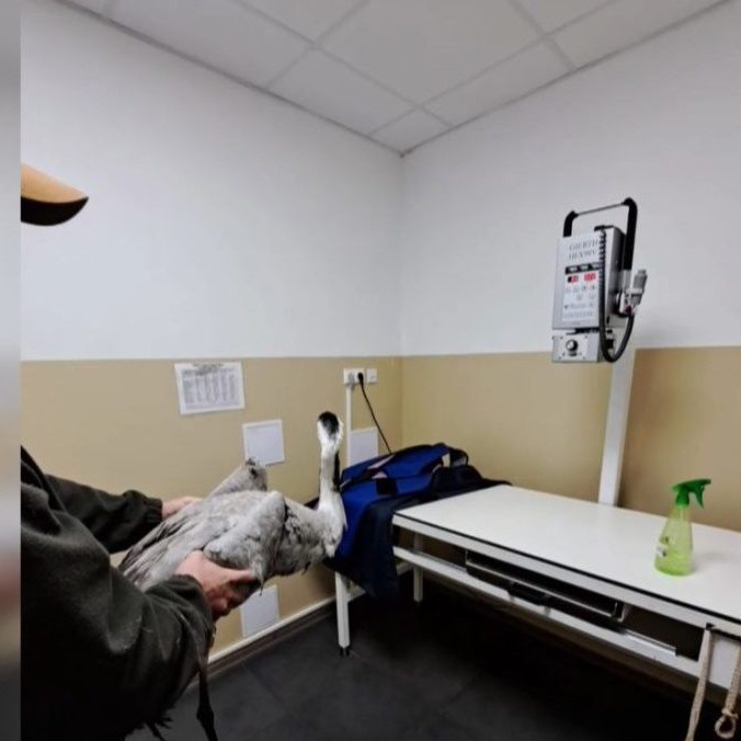 Na snímke postrelený žeriav.