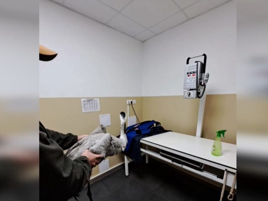 Na snímke postrelený žeriav.