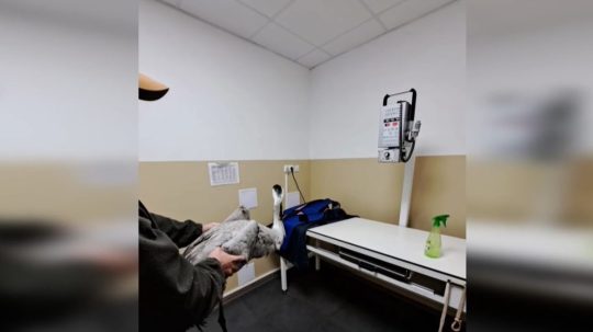 Na snímke postrelený žeriav.