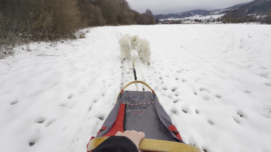 Psy dokážu v záprahu bežať až pätnásť kilometrov za hodinu.