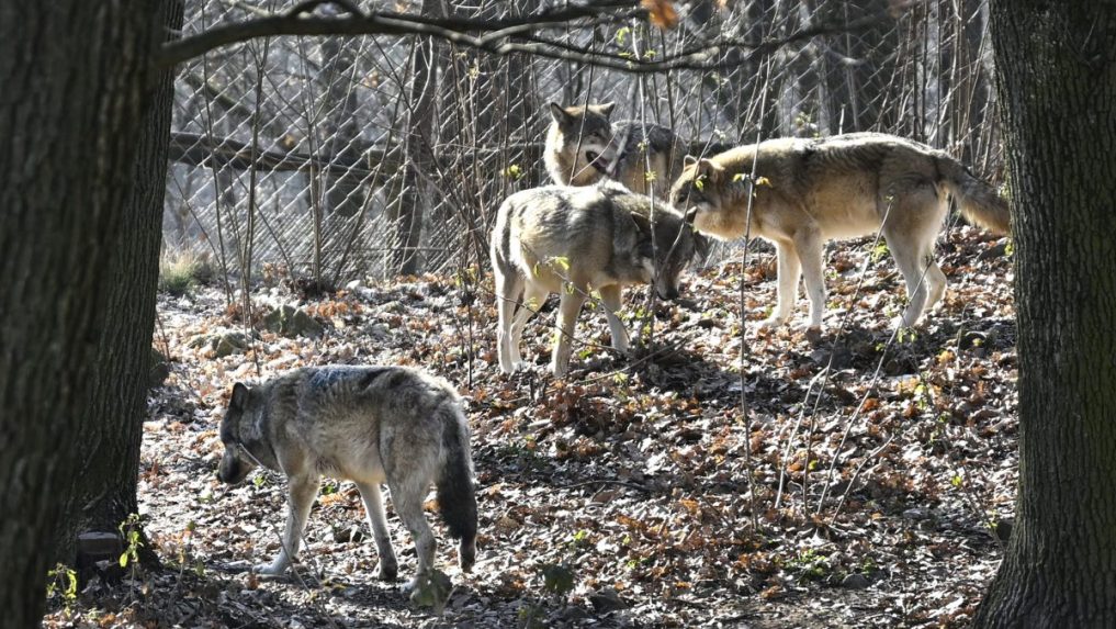 Na ilustračnej snímke vlky v bratislavskej zoo.