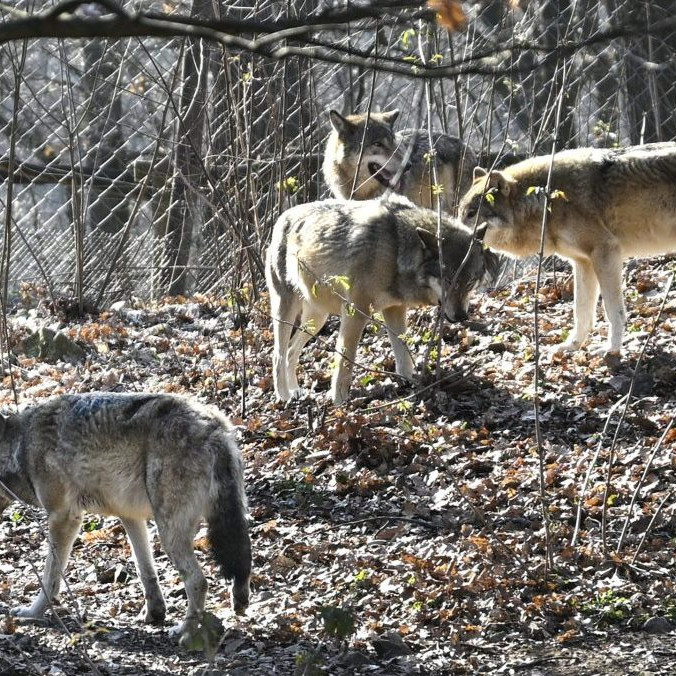 Na ilustračnej snímke vlky v bratislavskej zoo.